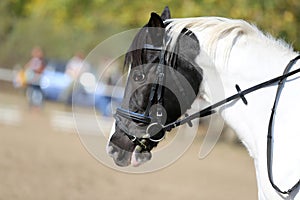 Head shot profile of a show jumper horse  on natural background