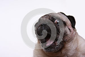 Head shot of a pug