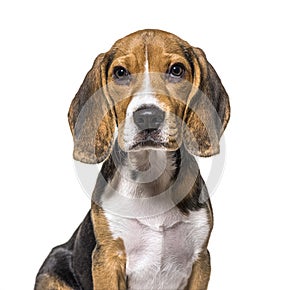 Head shot of puppy Beagles dog, isolated