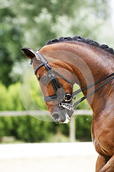 Head shot of a purebred dressage horse outdoors photo