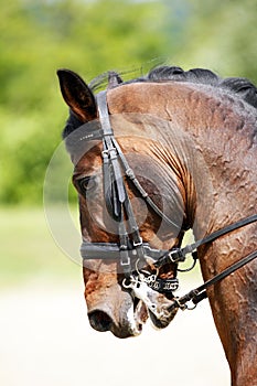 Head shot of a purebred dressage horse outdoors photo
