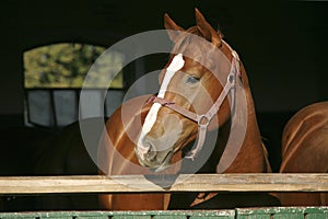 Head shot of a purebred horse