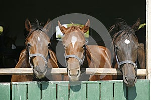 Head shot of purebred horses