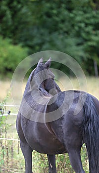 Head shot of a purebred morgan horse at a rural ranch