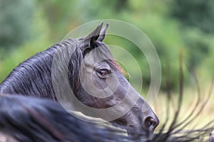 Head shot of a purebred morgan horse at a rural ranch