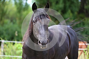 Head shot of a purebred morgan horse at a rural ranch