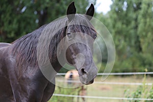 Head shot of a purebred morgan horse at a rural ranch