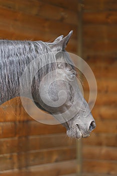 Head shot of a purebred morgan horse at a rural ranch