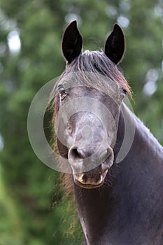 Head shot of a purebred morgan horse at a rural ranch