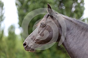 Head shot of a purebred morgan horse at a rural ranch