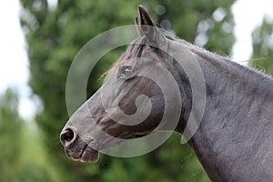 Head shot of a purebred morgan horse at a rural ranch