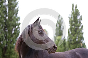 Head shot of a purebred morgan horse at a rural ranch