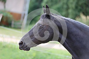 Head shot of a purebred morgan horse at a rural ranch