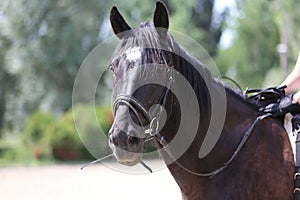 Head shot of a purebred saddle horse against green natural background