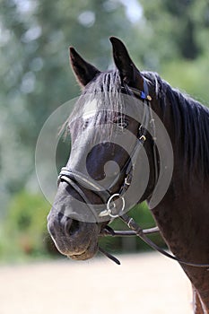 Head shot of a purebred saddle horse against green natural background