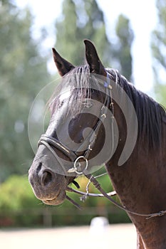 Head shot of a purebred saddle horse against green natural background