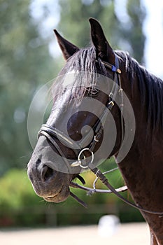 Head shot of a purebred saddle horse against green natural background