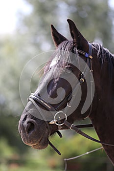 Head shot of a purebred saddle horse against green natural background