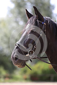 Head shot of a purebred saddle horse against green natural background