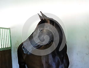 Head shot of a purebred saddle horse in the barn against white wall background