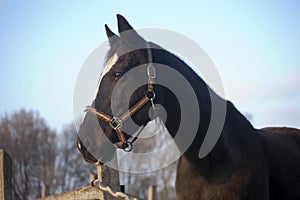 Head shot of a purebred saddle horse looking over corral fence