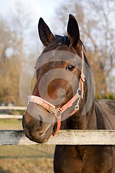 Head shot of a purebred saddle horse looking over corral fence