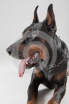 Head shot of purebreed pedigree dobermann