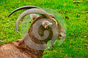 A head shot of a Ram goat
