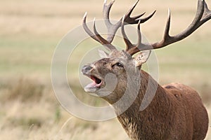 A head shot of a Red Deer Stag Cervus elaphus Bellowing.