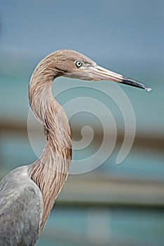 Head shot of Reddish Egret standing on a pier watching.