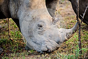 Head shot of a rhino