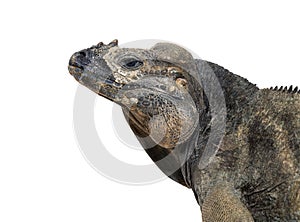 Head shot of a Rhinoceros iguana, Cyclura cornuta, isolated on white