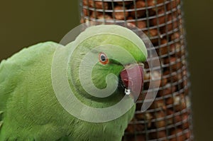 A head shot of a ring-necked, or rose-ringed Parakeet feeding from a peanut feeder. It is the UK`s most abundant naturalised parr