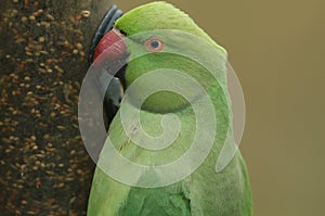 A head shot of a ring-necked, or rose-ringed Parakeet feeding from a seed feeder. It is the UK`s most abundant naturalised parrot