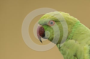 A pretty head shot of a ring-necked, or rose-ringed Parakeet. It is the UK`s most abundant naturalised parrot. photo