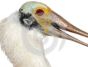 Head shot of Roseate Spoonbill bird, Platalea ajaja, Isolated on white