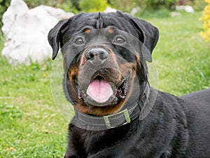 Head shot of Rottweiler