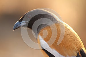 A Rufous Treepie bird