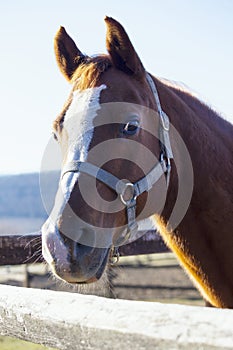 Head shot of a saddle horse at corral fance