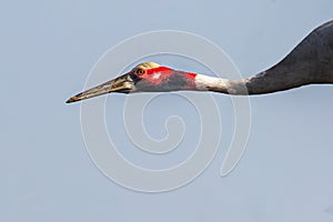 Head Shot of a Saras Crane