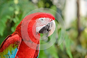 Head shot of Scarlet macaws Ara macao with blurred trees