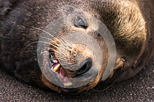 head shot of sealion with its mouth open in oregon