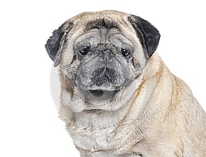 Head shot of a Seven Years old Pug dog graying, isolated on white