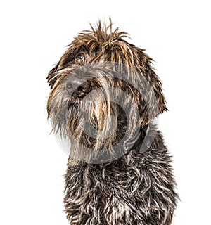 Head shot of a shaggy dog, Korthals Griffon, isolated