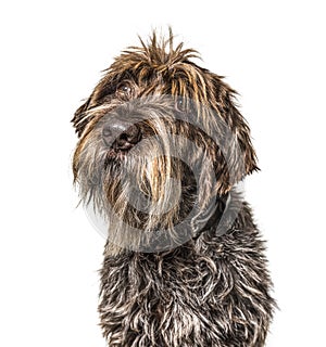 Head shot of a shaggy dog, Korthals Griffon, isolated photo