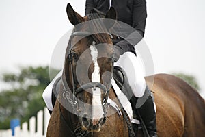 Head-shot of a show jumper horse during competition with jockey photo