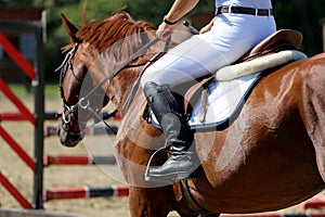 Head-shot of a show jumper horse during training with unidentified rider photo