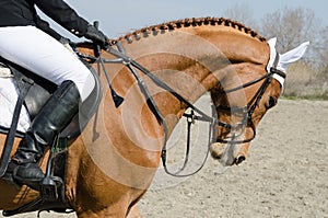 Head-shot of a show jumper horse during training with unidentified rider