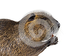 Head shot Side view of a Nutria or Coypu, Myocastor coypus
