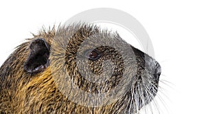 Head shot Side view of a Nutria or Coypu, Myocastor coypus